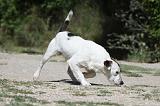 PARSON RUSSEL TERRIER 078